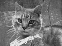 shapeimage_2